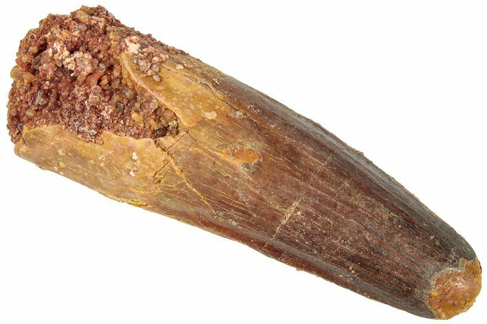 Fossil Spinosaurus Tooth - Real Dinosaur Tooth #311808